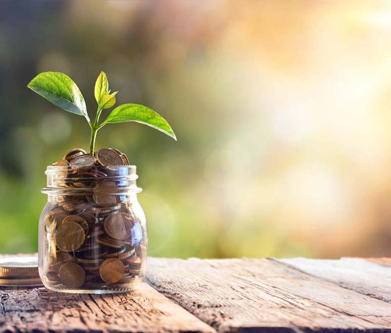 Coins in a jar with a young plant